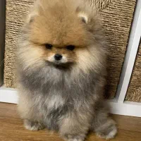 سگ پامرانین خرسی بی واسطه دنیای پامر و پودل