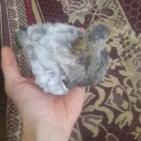 یک جفت کبوتر با جوجه|پرنده|رشت, پاره بیجار|دیوار