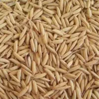 شلتوک لنجان درجه یک پارسالی