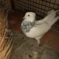 فروش چند عدد طوقی|پرنده|مهر, |دیوار