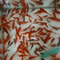 آکواریوم و ماهی قرمز