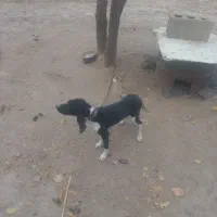 توله میکس|سگ|گلی داغ, |دیوار