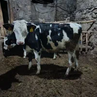 گوساله نر سیمنتال|حیوانات مزرعه|میانه, |دیوار