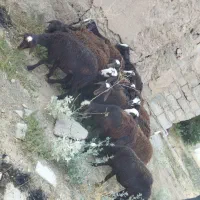 بره نروماده ۱۰راس