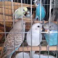 ۴ عدد مرغ عشق یک ماهه دو رگه
