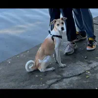 باسلام به یابنده مبلغی داده میشود|حیوانات|نهاوند, |دیوار