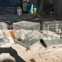 جوجه سره|پرنده|اسلامشهر, شهرک واوان|دیوار