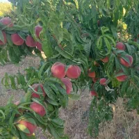 باغ طرح عمان ۳۵۰۰ متر خوش جا