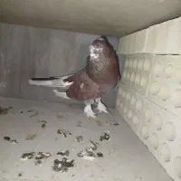 کفتر کبوتر|پرنده|فردیس, شهرک ۱۱۰|دیوار