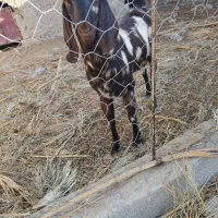 پاچن چاق|حیوانات مزرعه|سراوان, |دیوار