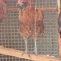 مرغ خروس گلین|حیوانات مزرعه|قم, الغدیر|دیوار