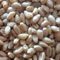 فروش گندم ترابی وارداتی