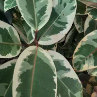 انواع فیکوس ، بنجامین ، دیفن|گل و گیاه طبیعی|مشکیندشت, |دیوار