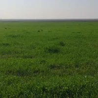 اجاره زمین کشاورزی