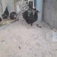 جوجه|حیوانات مزرعه|نسیم‌شهر, |دیوار