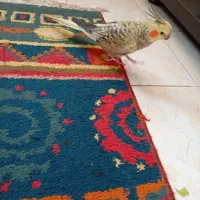 عروس هلندی