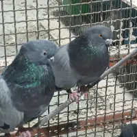 یک جفت کفتر سبز نوک قنار|پرنده|بندرعباس, |دیوار