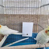 عروس هلندی لوتینو نروماده خوانسار|پرنده|خوانسار, |دیوار