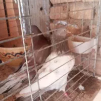 نروماده