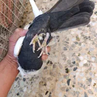 کبوتر|پرنده|شیراز, کرونی(خاتونک)|دیوار