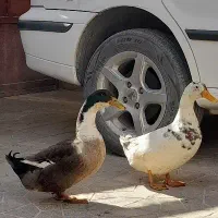 جفت اردک فروشی