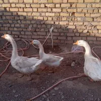 قوغاز اکراینی لیندا|حیوانات مزرعه|نیشابور, خیام|دیوار