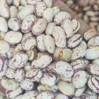 لوبیا چیتی|خوردنی و آشامیدنی|اسلامشهر, مظفریه|دیوار