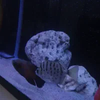 اسکار . پرت . اسکات . بلو اکارا