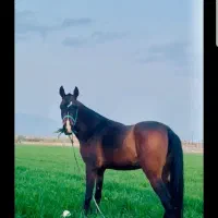 اسب مادیون ترکمن۳ساله با برگه کشش  اماده برای کشش