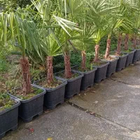 لاتانیا ریشه پر