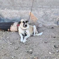 سگ لاس پژدر|سگ|اصفهان, شهرستان|دیوار