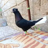 کفتر پرنده دم سفید