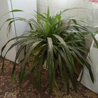 گل پاندانوس سایز بزرگ