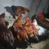 خروس سایز بزرگ ۹ماه و یک سال