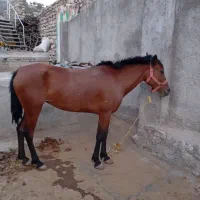 مادیان اصیل کرد|اسب و تجهیزات اسب‌سواری|خرم‌آباد, |دیوار