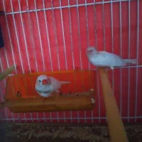 جفت مرغ عشق رنگ خاص و یک جفت فنج زیرا سفید|پرنده|مشهد, نیزه|دیوار