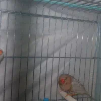 یک جفت زبرا هاف اورنج با دو جوجه
