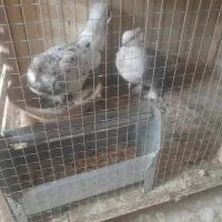 کبوتر کفتر فروشی