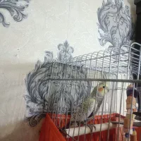 عروس هلندی نر اهویی گل باغالی