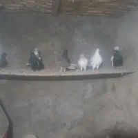 کفتر|پرنده|بشاریات, |دیوار