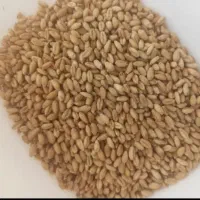 بذردرجه یک اعلاء ازمادری کوهدشت