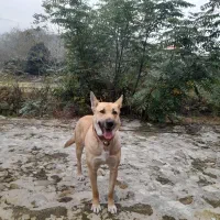 سگ مالینیوز بلژیکی ماده ۹ماه|سگ|رحیمآباد, |دیوار