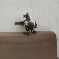 کبوتر ککیلی ماده معاوضه با نر