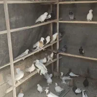 یک بوم کبوتر فروش یک جا|پرنده|مبارکه, |دیوار