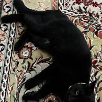 پیشی مهربون نیاز به خونه داره.