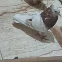 یه جفت خوب نرو ماده