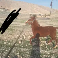 اسب|اسب و تجهیزات اسب‌سواری|اندیمشک, |دیوار