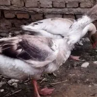 یه جفت غازمحلی صحیح وسالم