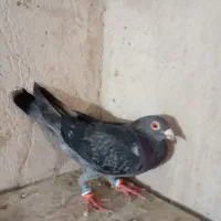 کبوتر نامور 2تا ماده