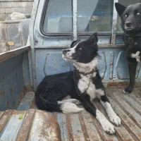 دو عدد سگ به شدت باهوش چشم ابی